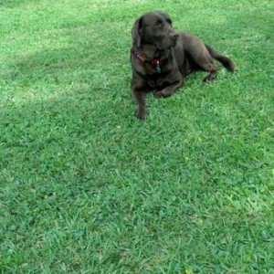 .Jake chillin on the fresh cut lawn.