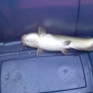 All we landed, had one break the line. 40