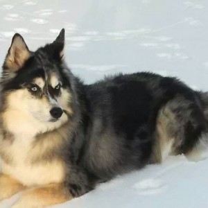 Bindi in the snow