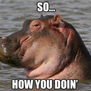 Hippo