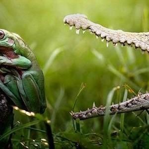 Frogs_