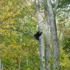 Bear_Training_Oct_006