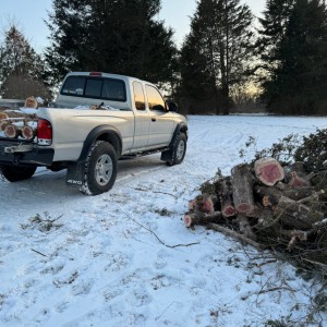 20240120 - Cutting Cedar