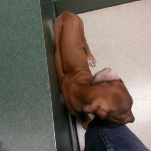 Ridgeback puppy.. I want it :(