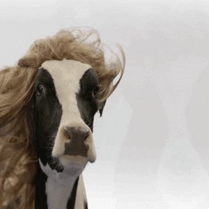 COW GIF
