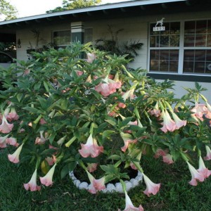 spring_time_003