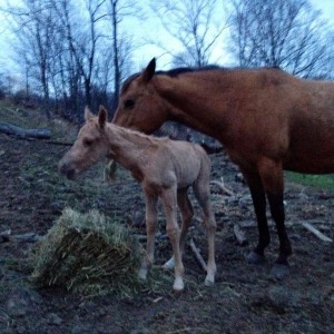 New baby in the pasture this morning!