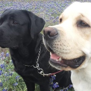 Beans and Hogan