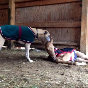 Hey, TWINS! :-)