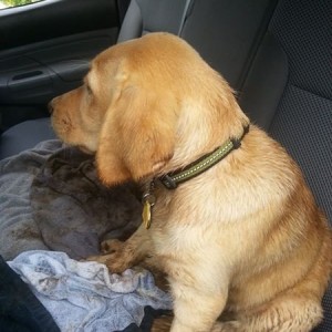 Muddy Mollie