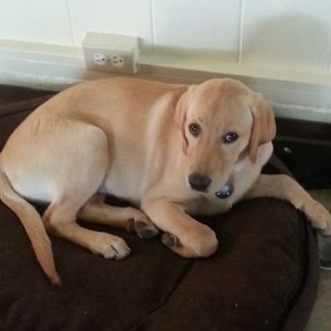 Mollie