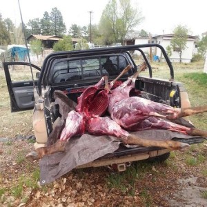 skinned elk