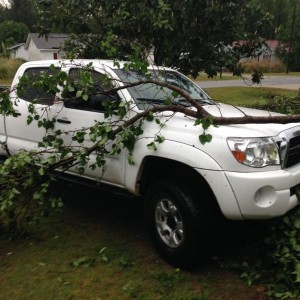 Taco took the tornado well.