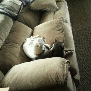Mortal enemies.