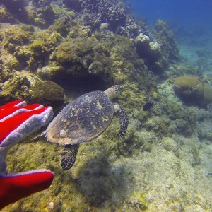 Sea Turtle