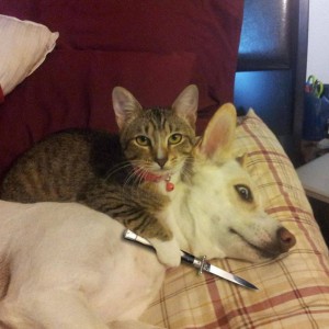 badcat