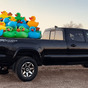 Ducks