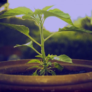 pepperplant_resized