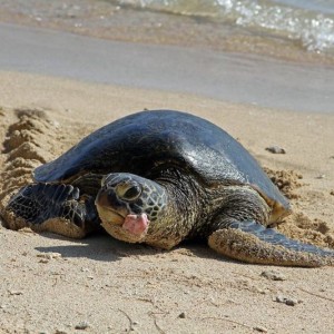 Honu_1