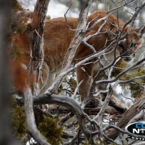 Mountain Lion