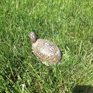 Helped this little guy get out of the middle of the road