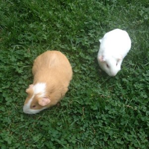 Lawn pigs.