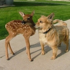 deer15