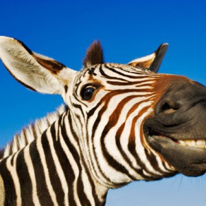 Zebra-Smiling-Alamy-AJBK9K-590lc021813