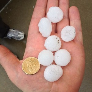 Dollar coins sized hail