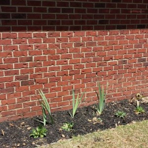 Just planted garden