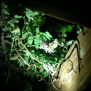 Anyone know what this vine is?