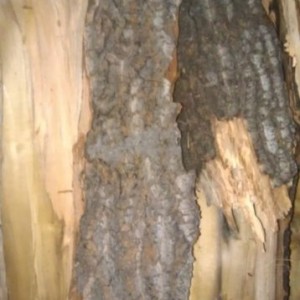 Any of you wood experts identify this wood from the bark? I got it from my 