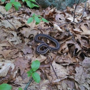 What kind of snake is this?