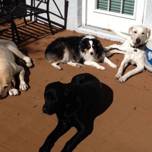 The_Pack