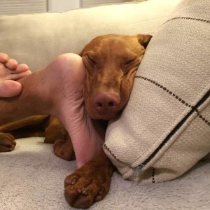 dam dog  8))