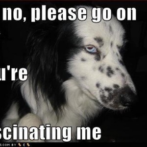funny-dog-pictures-go-on-forever