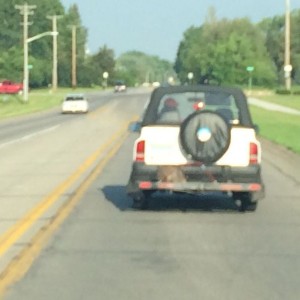 This guy has a raccoon in a live trap riding around with him. The thing was