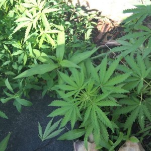 Is this what I think it is? It's growing outside my shop.