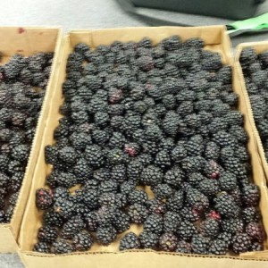 Blackberries anyone??