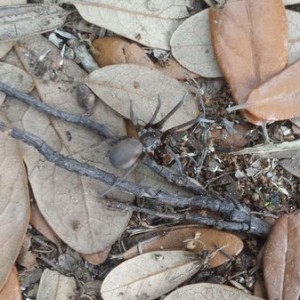 Name that spider.