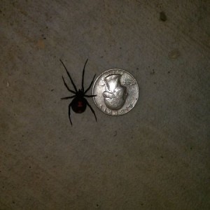 Almost grabbed this black widow at work today
