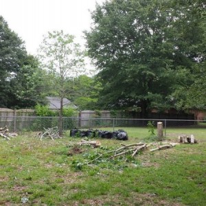 There used to be 2 good sized red maples over there....