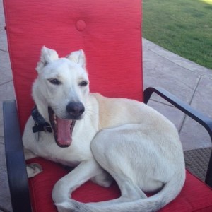 husky lab