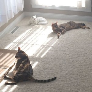 Lazy cats.