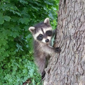 Just picked 2 of these little bandits off the road and put them in a tree. 