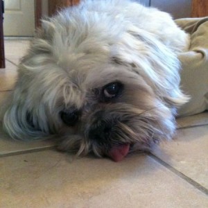 Sorry Beavis. My girl here is 18 yo and blind,deaf, and can barely walk. I&
