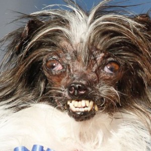 AP_Worlds_ugliest_dog_peanut1_bc_140621_16x9_992