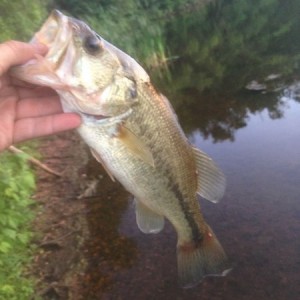 Only fish of the day again... Need to start pond hopping