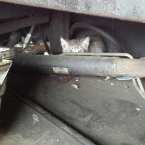 Baby kitty cat needs a home in the SoCal area!! Rescued from the engine com