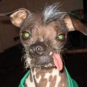 ugliest-dog-in-the-world-05